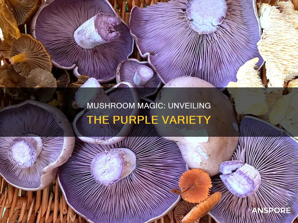 are there purple mushrooms