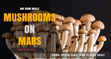 Mushrooms on Mars: Myth or Reality?
