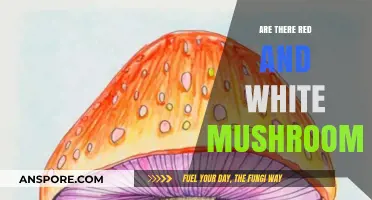 Red and White Mushrooms: A Natural Wonder