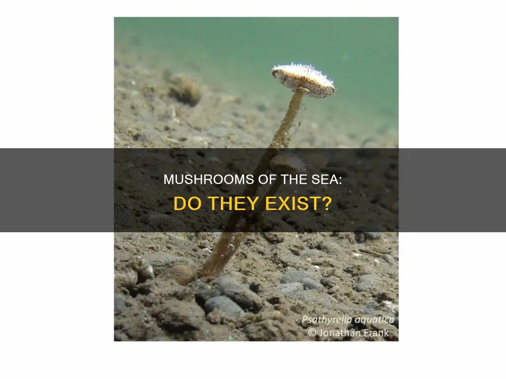 are there sea mushrooms