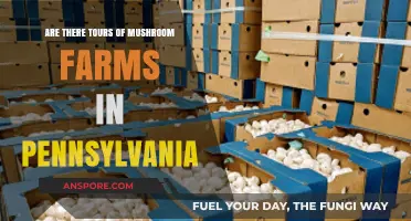 Mushroom Farm Tours: Pennsylvania's Best-Kept Secret