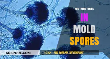Unveiling the Truth: Are Mold Spores Toxic to Your Health?
