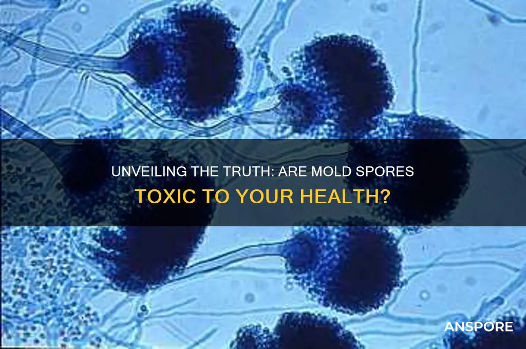 are there toxins in mold spores