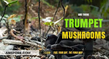 Trumpet Mushrooms: A Real Treat or a Myth?