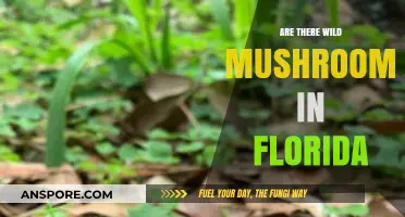 Florida's Wild Mushrooms: What to Know