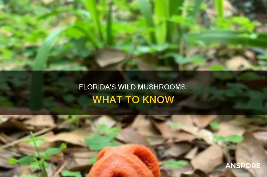 are there wild mushrooms in florida
