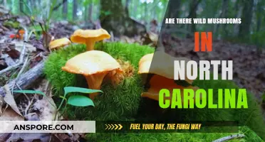 Wild Mushrooms in North Carolina: What to Know