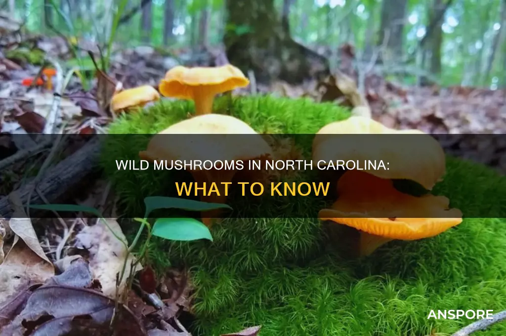are there wild mushrooms in north carolina