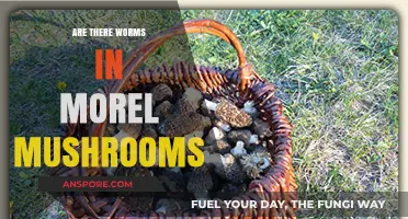Do Morel Mushrooms Contain Worms? Unveiling the Truth Behind the Myth