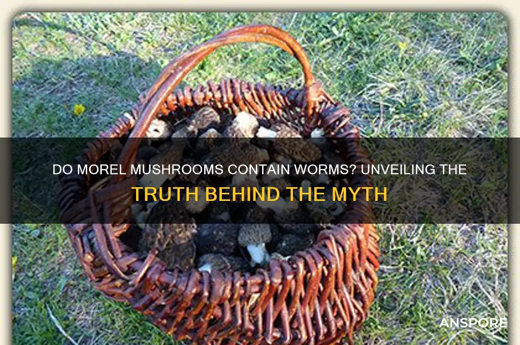 are there worms in morel mushrooms