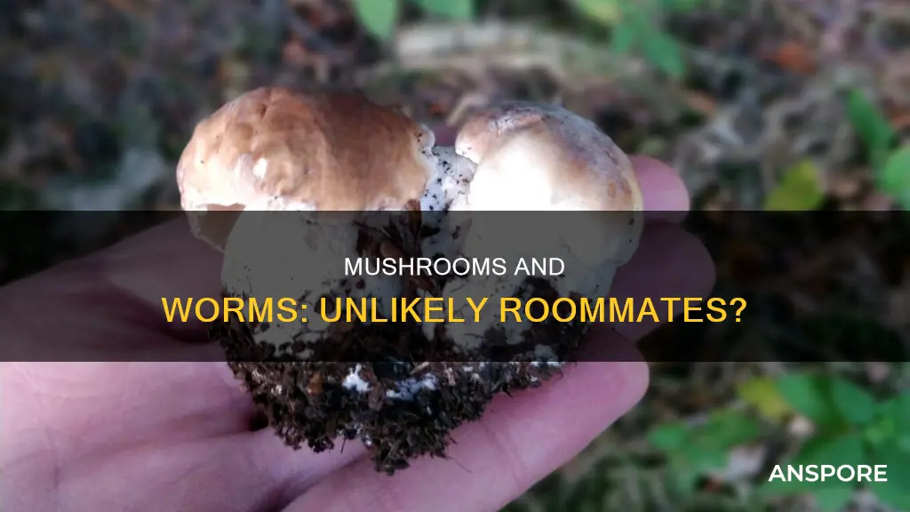are there worms in mushrooms