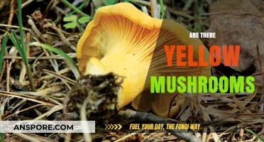Yellow Mushrooms: Myth or Reality?