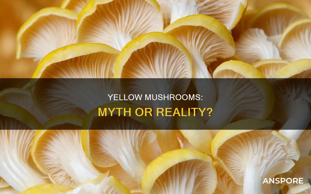 are there yellow mushrooms