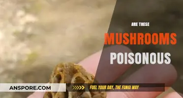 Identifying Poisonous Mushrooms: A Guide to Safe Foraging Practices