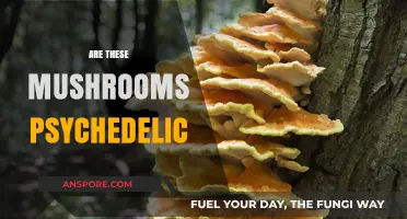 Psychedelic Mushrooms: What You Need to Know