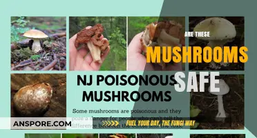 Mushroom Foraging: Safe or Not?