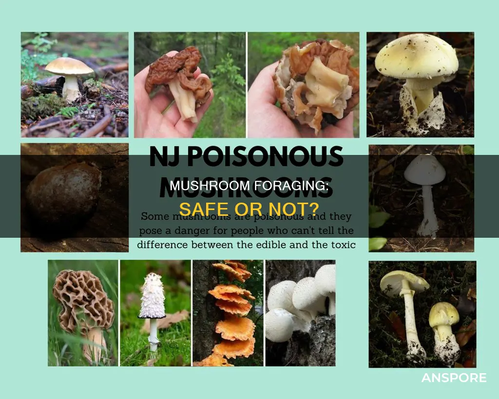 are these mushrooms safe