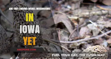 Iowa Morel Mushroom Hunt: Are They Popping Up Yet?