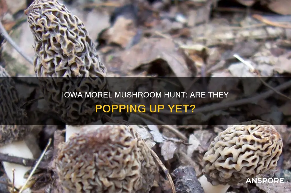 are they finding morel mushrooms in iowa yet