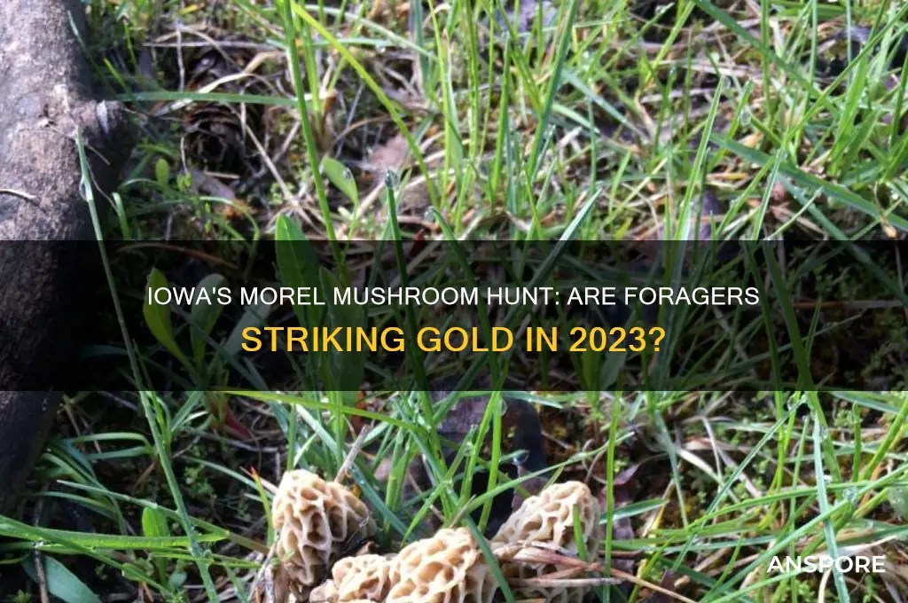 are they finding morel mushrooms in iowa