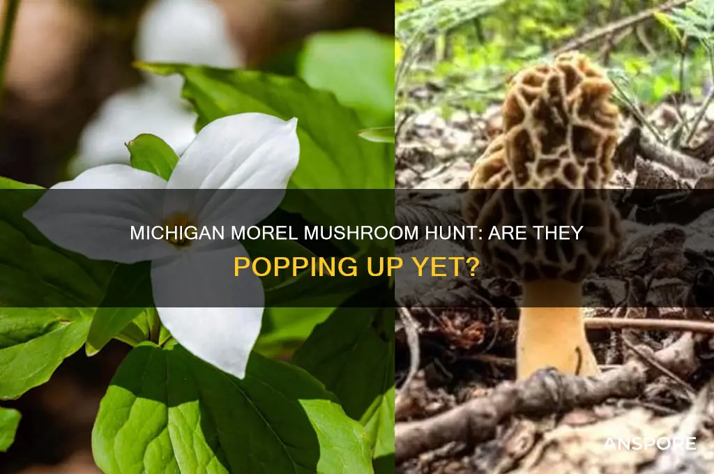 are they finding morel mushrooms in michigan yet