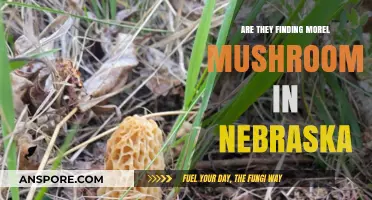 Discovering Morel Mushrooms in Nebraska: A Forager's Guide and Updates