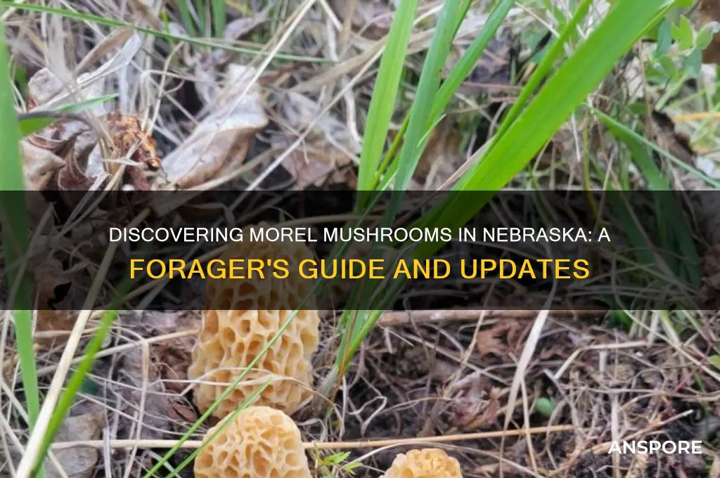 are they finding morel mushrooms in nebraska