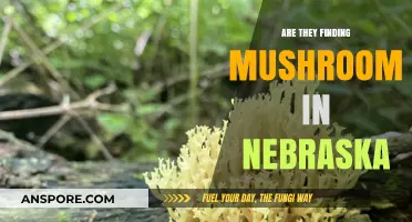 Nebraska's Mushroom Hunt: Discoveries and Trends in the Cornhusker State