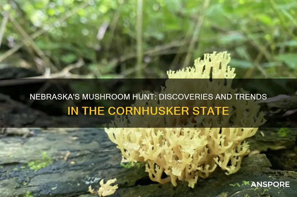 are they finding mushroom in nebraska