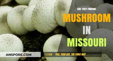 Discovering Missouri's Mushroom Scene: Are They Finding Fungi in the Show-Me State?