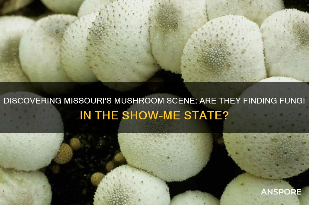 are they finding mushrooms in missouri