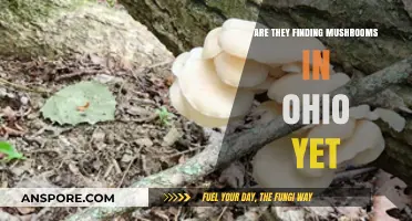 Ohio's Mushroom Hunt: Are Foragers Finding Fungi Yet?