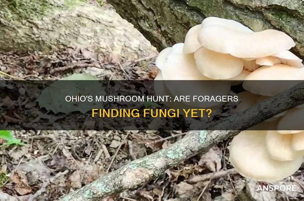 are they finding mushrooms in ohio yet