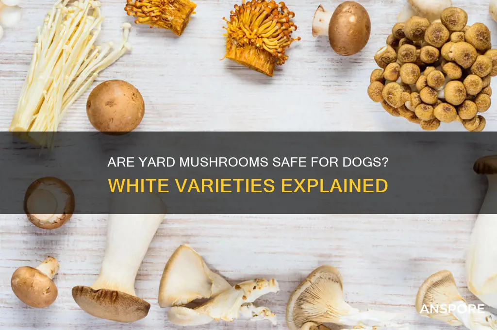 are thw white mushrooms in yard bad for dog