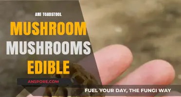 Are Toadstool Mushrooms Edible? A Guide to Safe Foraging