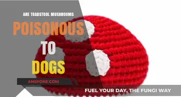 Are Toadstool Mushrooms Poisonous to Dogs? A Pet Owner's Guide