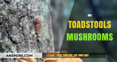 Toadstools: Are They Poisonous Mushrooms or Not?