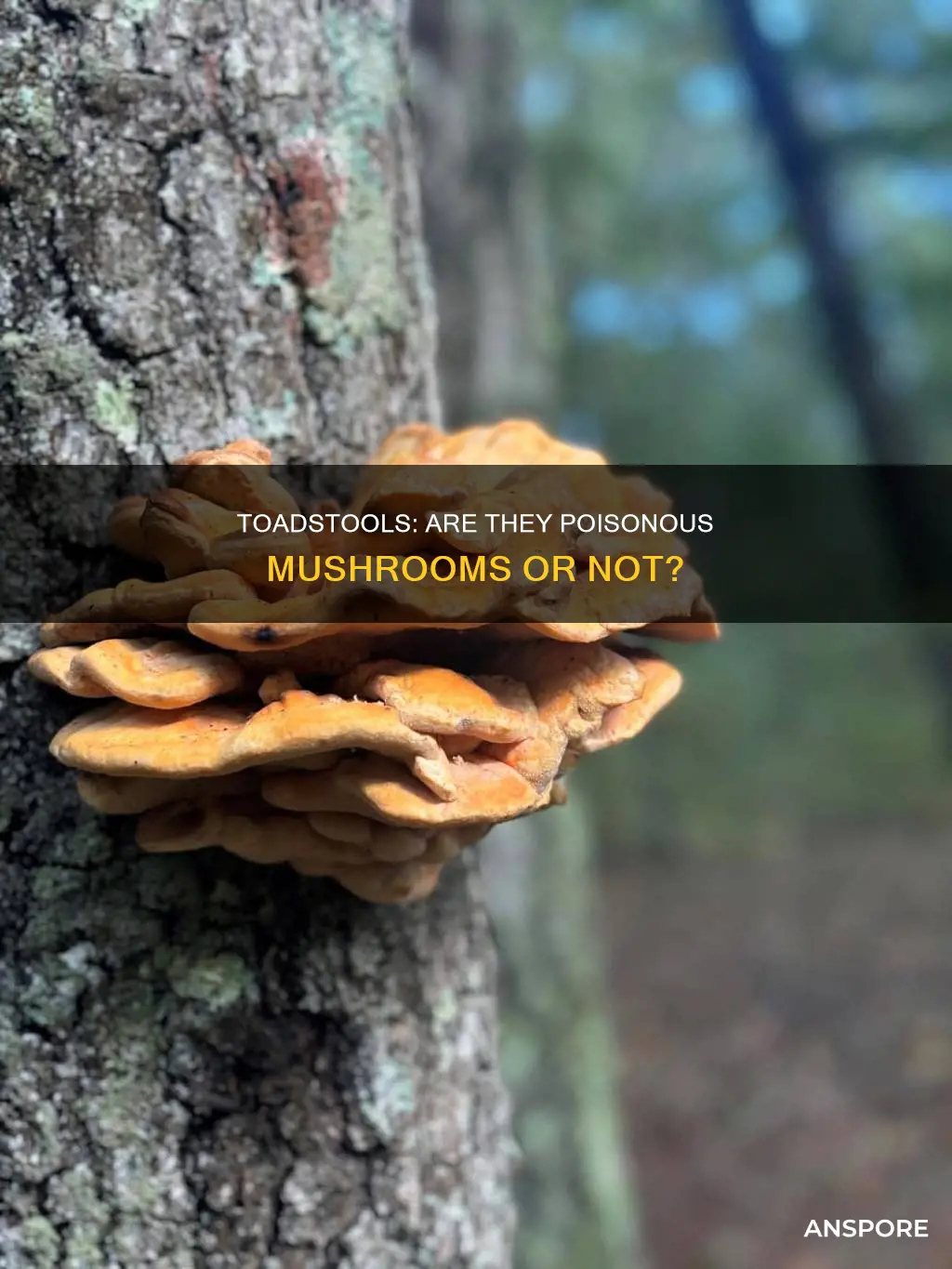 are toadstools mushrooms