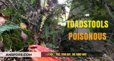 Are Toadstools Poisonous? Unveiling the Truth About Fungal Toxicity