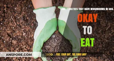 Can You Eat Tomatoes Grown with Mushrooms in the Soil?