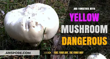 Tomato Alert: Yellow Mushrooms, Safe or Not?