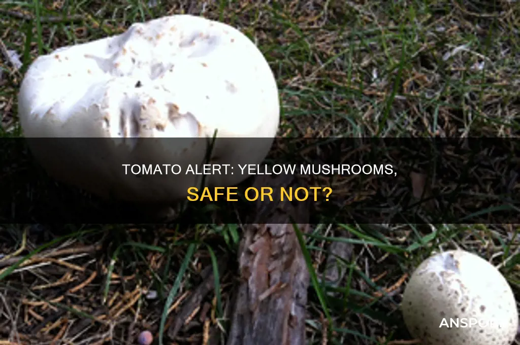 are tomatoes with yellow mushrooms dangerous