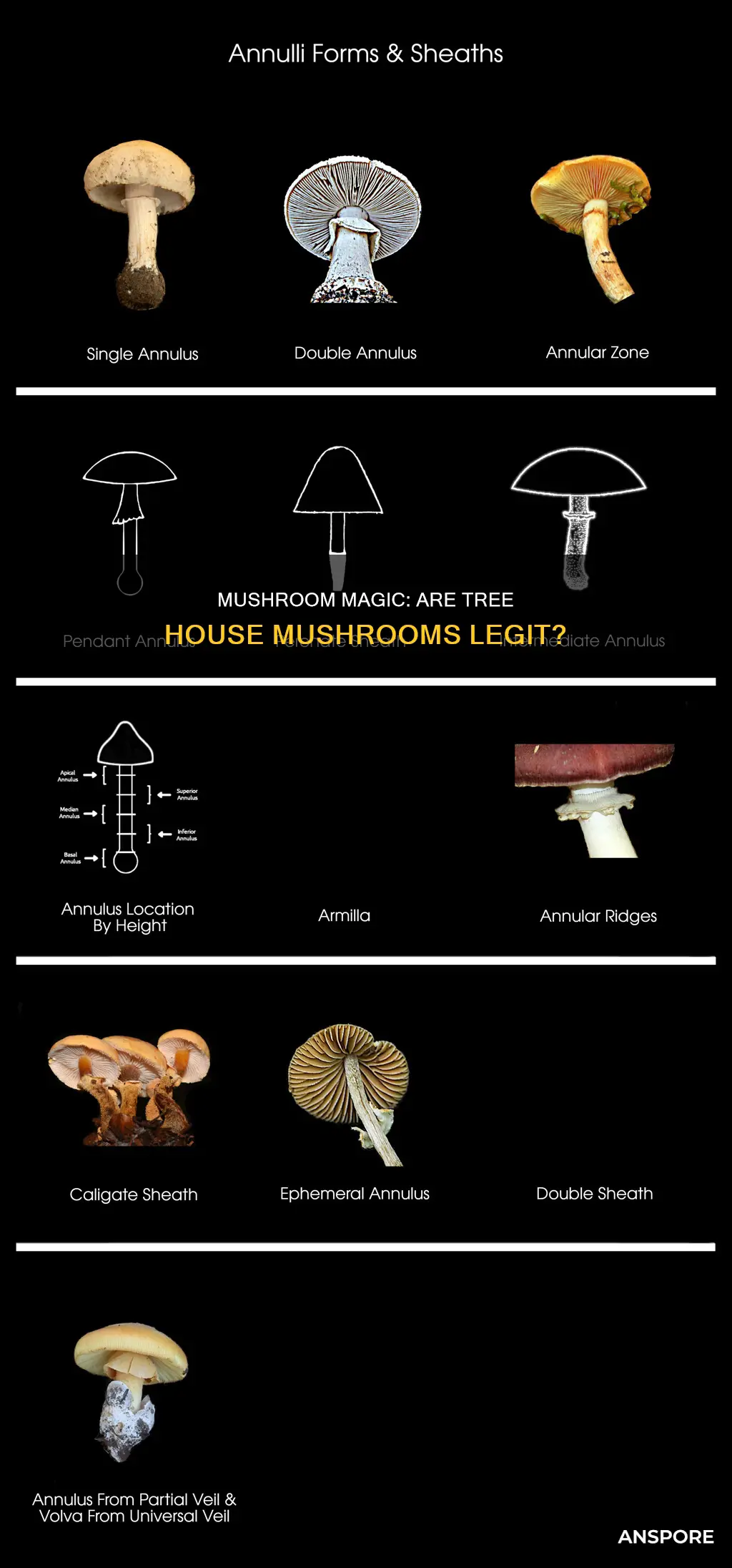 are tre house mushrooms legit