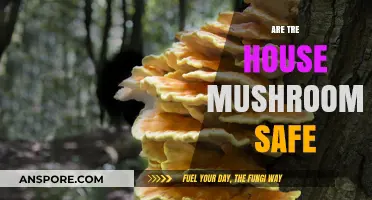 Mushroom Alert: Are Tree House Mushrooms Safe?
