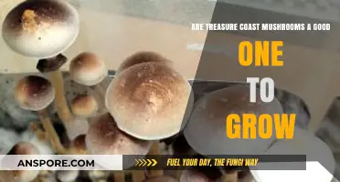 Treasure Coast Mushrooms: Are They Worth Growing at Home?
