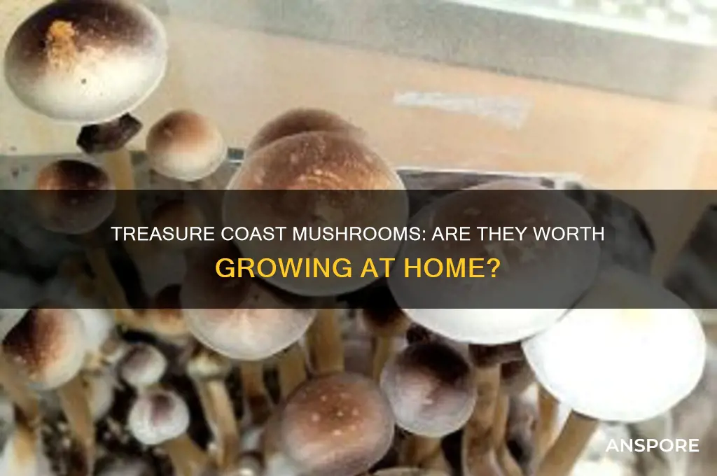 are treasure coast mushrooms a good one to grow