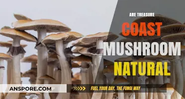 Mushrooms on the Treasure Coast: Natural or Not?