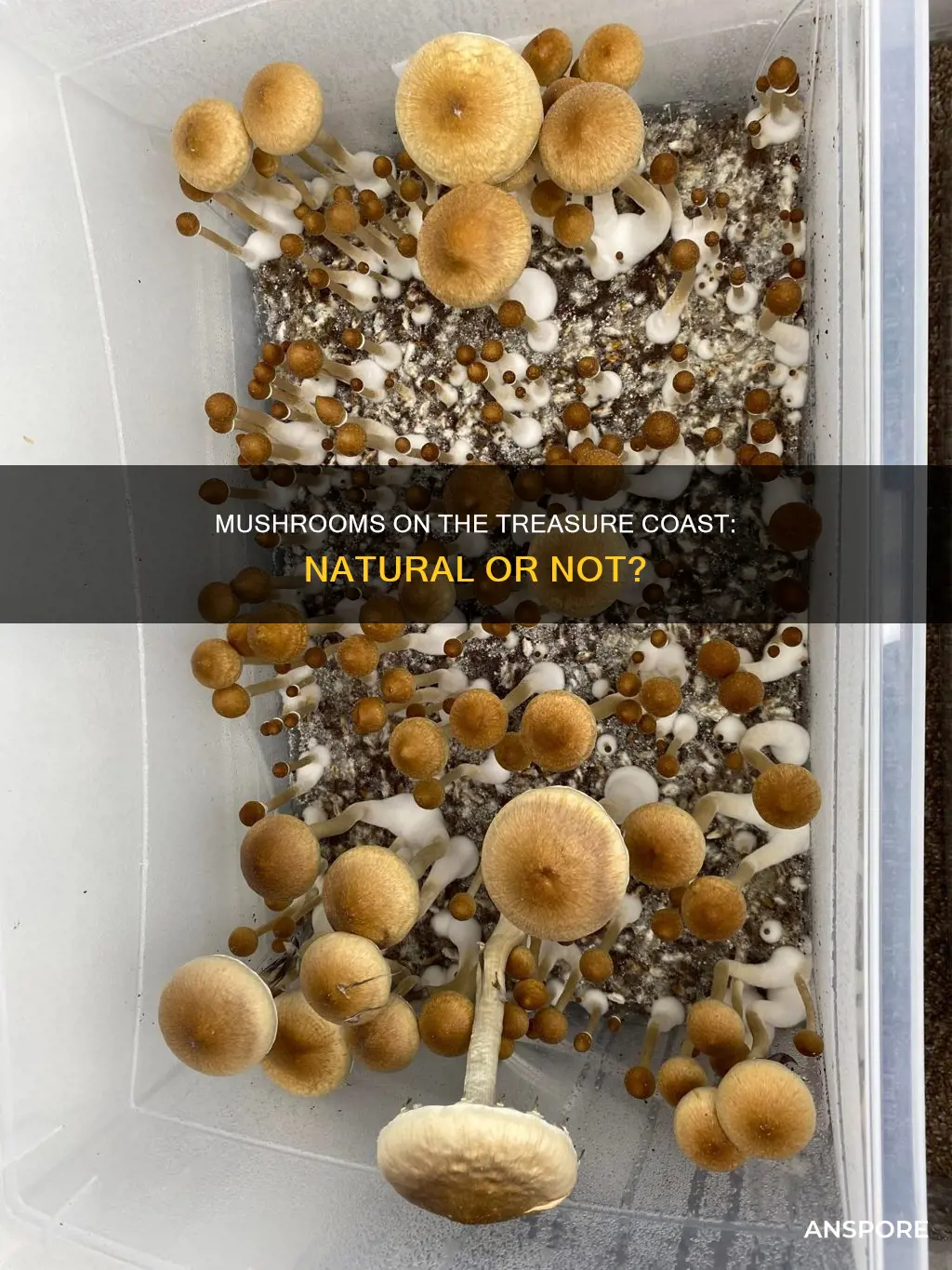 are treasure coast mushrooms natural