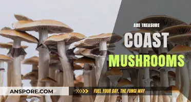 Mushroom Hunting on Florida's Treasure Coast