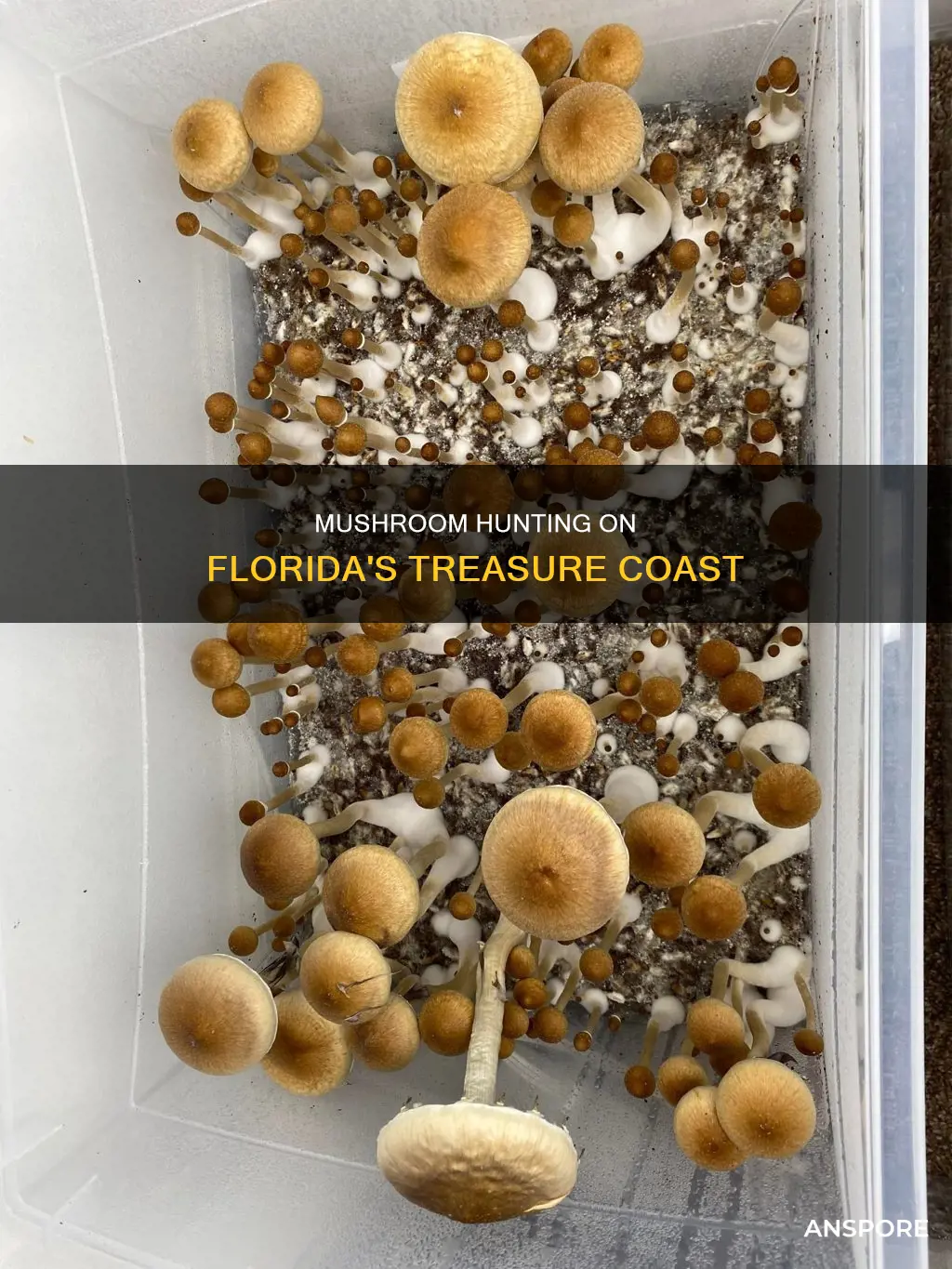 are treasure coast mushrooms